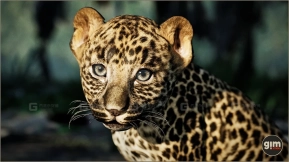【UE】动物模型豹幼年 Animalia – Leopard young