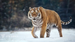 西伯利亚老虎模型 VFX Grace – Siberian Tiger Animation
