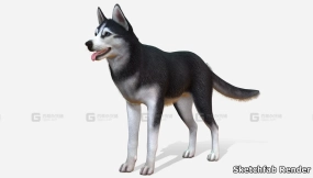 【UE】狗 - 哈士奇  Dog - Husky