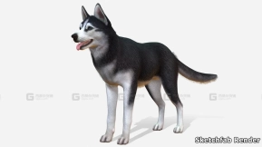 【UE】狗 - 哈士奇  Dog - Husky