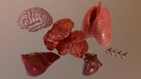 【UE】内脏器官合集  Internal Organs Collection