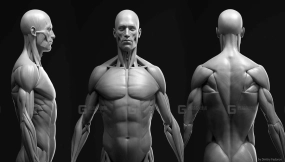 男性角色肌肉基础模型 Anatomy male ecorche + RENDER SCENE