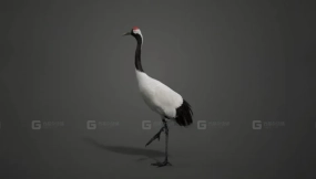 丹顶鹤动画Blender3D模型Red-Crowned Crane Animation Red-Crowned Crane Animation Blender 3D Model