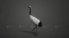 丹顶鹤动画Blender3D模型Red-Crowned Crane Animation Red-Crowned Crane Animation Blender 3D Model