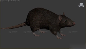 鼠 Rat 3