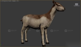 山羊 Goat 24
