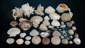 扫描贝壳扇贝模型合集 Seashells and Marine creatures are colorful 3D model