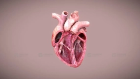 切割心脏模拟 Cutted Heart Simulation