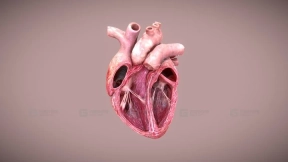 切割心脏模拟 Cutted Heart Simulation