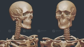 男性骷髅骨骼模型 Free Male Human Skeleton