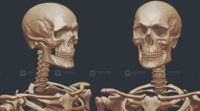 男性骷髅骨骼模型 Free Male Human Skeleton