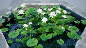 【UE】水缸及缸内水生植物（荷叶与莲花）Water tank Aquatic_plants
