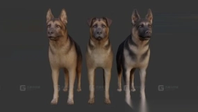 狗群 Dog pack 15