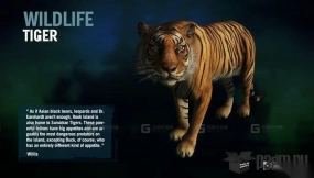 苏门答腊虎-Sumatran Tiger 3D model-23-0