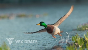 雄性绿头鸭 Male Mallard