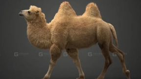 Blender 3D模型 双峰驼带动画 Bactrian Camel Animated Blender 3D Model Bactrian Camel Animated