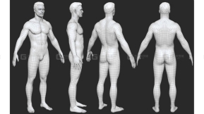男性女性人体基础模型标准布线模型