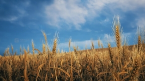 【UE】麦田 Nanite Foliage - Wheat Field