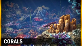 【UE】珊瑚  Corals