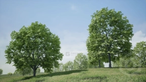 【UE】树木 枫树  Trees  Maple Tree