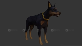 杜宾犬 Doberman 16