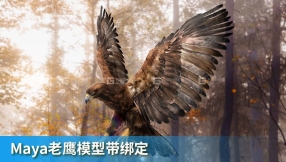 Maya绑定好的老鹰模型 TurboSquid – DisneyTD – Golden Eagle Fur Rigged