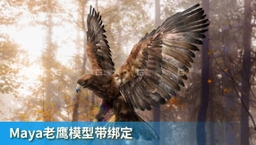Maya绑定好的老鹰模型 TurboSquid – DisneyTD – Golden Eagle Fur Rigged