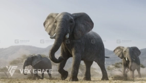 非洲大象绑定3D模型 African Elephant Animated – VFX Grace