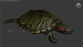 乌龟 Turtles 25