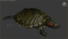 乌龟 Turtles 25