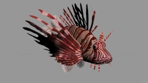 狮子鱼 LionFish 18