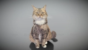 毛茸茸的猫 15 Fluffy cat 15