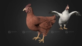 鸡 2 Chicken 2