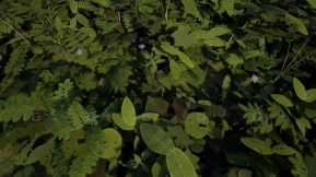 【UE】安大略PBR植物包  Ontario PBR Plant Pack