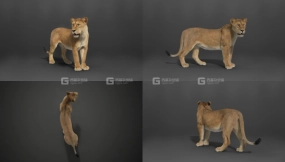 Blender狮子绑定3D模型 VFXGrace – Female Lion Rigged