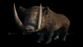 野猪 Boar 36