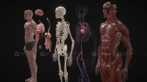 人体肌肉骨骼解剖模型 Animated Full Human Body Anatomy