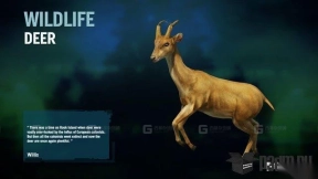 鹿 Deer 34