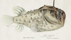 复古海洋生物插画参考图片素材 Vintage marine creature illustration reference image materials