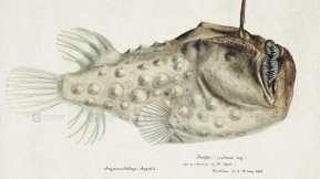 复古海洋生物插画参考图片素材 Vintage marine creature illustration reference image materials