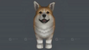 柯基犬 Corgi 18