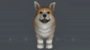 柯基犬 Corgi 18