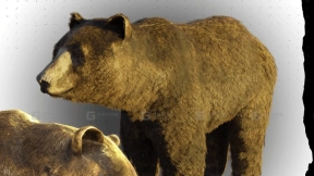 熊动画与绑定  Bear Animated & Riged