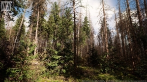 【UE】枯死的云杉森林树木群落  MW Dead Spruce Forest Trees Biome