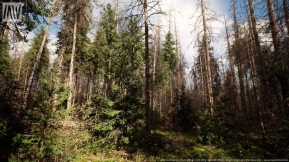 【UE】枯死的云杉森林树木群落  MW Dead Spruce Forest Trees Biome
