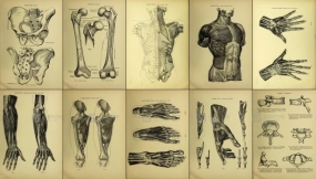 人体骨骼解剖插图参考图片素材 Human skeleton anatomy illustration reference image materials