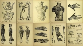 人体骨骼解剖插图参考图片素材 Human skeleton anatomy illustration reference image materials