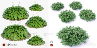 12个室外花园景观植物灌木花丛草丛