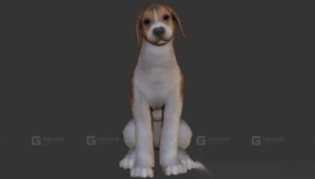 比格犬 Beagle 9