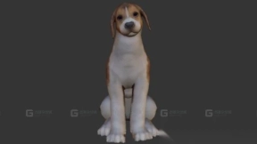 比格犬 Beagle 9